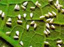 aleyrodidae