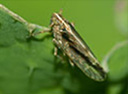 thysanoptera