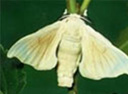 moth